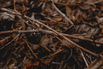 dry leaves in the tea garden