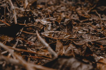 dry leaves in the tea garden