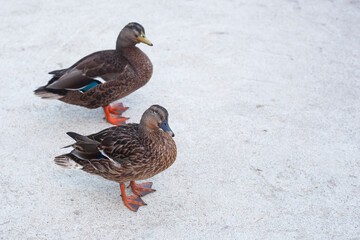 Two curious ducks