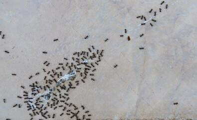 Closeup a lot of ants on ceramic floor.
