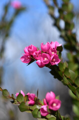 Deep pink flowers of the Australian Native Rose, Boronia serrulata, family Rutaceae, against blue sky. Growing in moist heath in Sydney, NSW. Spring flowering. Also found in sclerophyll forest 