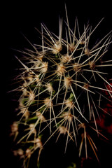 Closeup of cactus with dark background