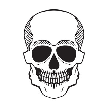 Human skull hand drawn graphic vector illustration, day of the dead, halloween. Isolated on white background 