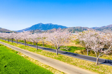 つくば霞ヶ浦りんりんロードの桜並木と筑波山 茨城県 サイクリングロード - obrazy, fototapety, plakaty