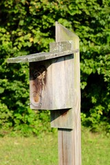 A close view of the old wood box birdhouse.