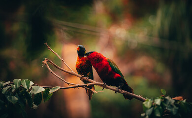 Two red birds chilling on a twig.
