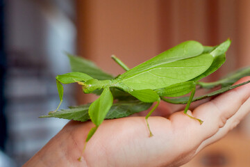 a large adult female green walking leaf on one hand