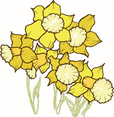 Daffodil combination from a vector file. Flower and green leaf in Grass.Vector set of yellow daffodils isolated on white background. Early spring garden flowers. Bouquet of narcissuses. Clip art for b