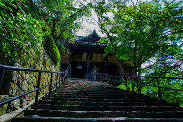 japanese garden in spring