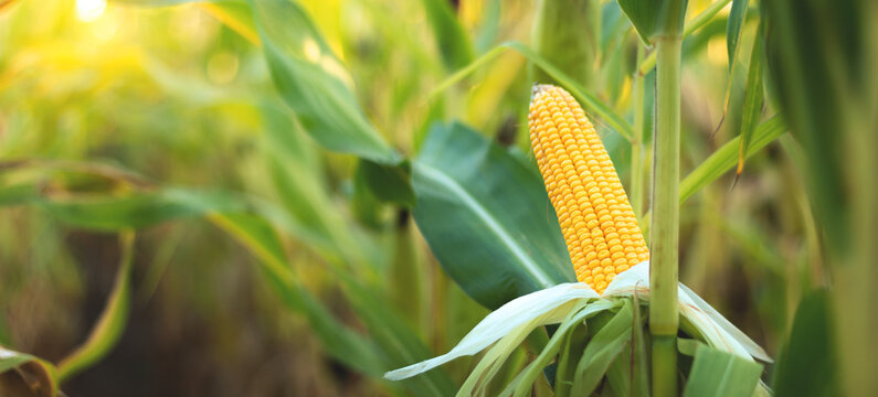 A selective focus picture of corn cob in organic corn field.