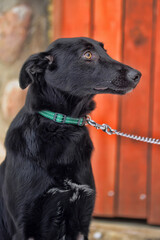 black mongrel dog mongrel outdoors in winter