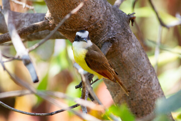 枝に止まって辺りをうかがうキバラオオタイランチョウ