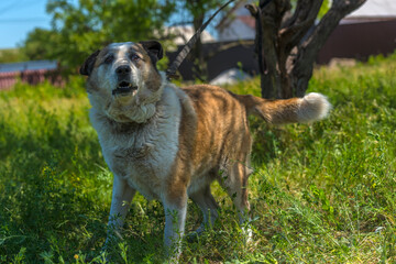 big red and white mongrel dog on the lawn