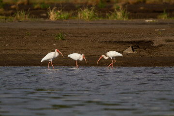 川岸の湿地帯を歩いて餌を探すシロトキ