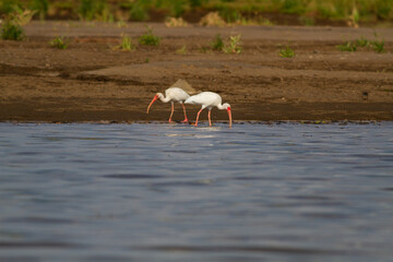 川岸の湿地帯を歩いて餌を探すシロトキ