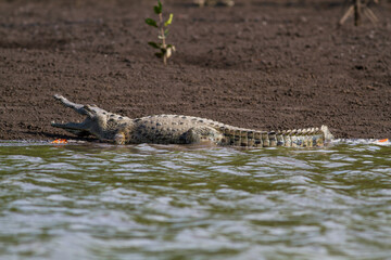 川から岸に上がって大きな口を開いたワニ
