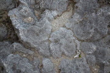 岩になった珊瑚