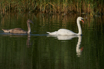 Mute Swan (Cygnus olor) with nearly full grown cygnet swimming on a lake at Ham Wall in Somerset, England, United Kingdom  