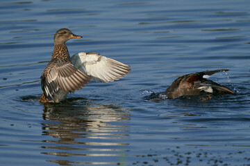 Gadwall (Anas strepera) with wings extended on a lake at Ham Wall in Somerset, United Kingdom.