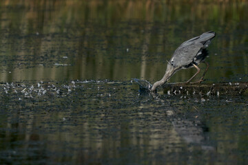 Grey Heron (Ardea cinerea) hunting from a platform on a lake at Ham Wall in Somerset, England, United Kingdom.