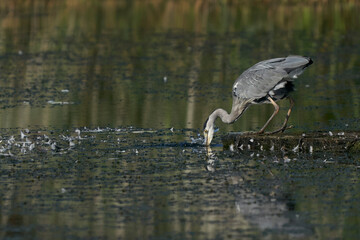 Grey Heron (Ardea cinerea) hunting from a platform on a lake at Ham Wall in Somerset, England, United Kingdom.