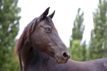 Fototapeta premium Closeup of a single purebred stallion