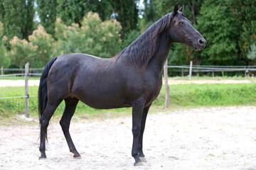 Obraz premium Closeup of a single purebred stallion