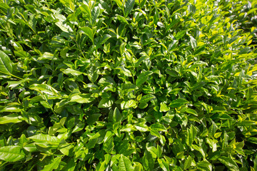 Fresh tea bud and leaves. Tea fields.