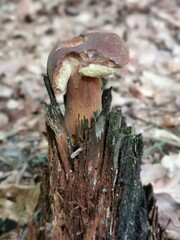 Marone - Speisepilz wächst euf einem alten Baumstamm, Symbiose von Pilz und Baum
