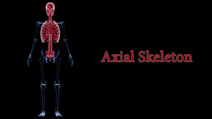 Human Skeleton Axial Skeleton Anatomy 3D