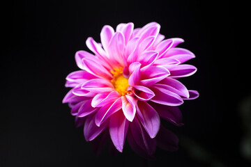 night flower