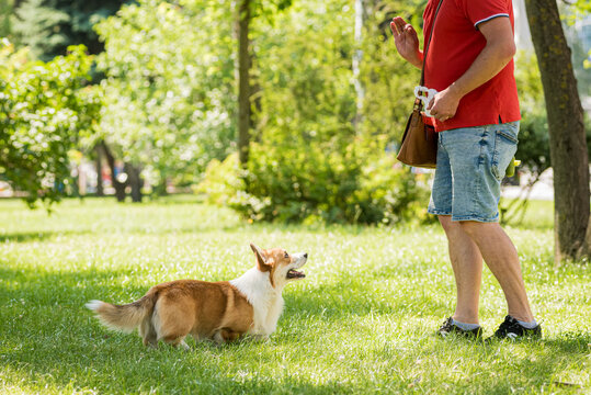 Adult man is training her Welsh Corgi Pembroke dog at city park