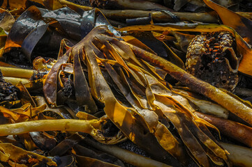 Reportage sur la Nature