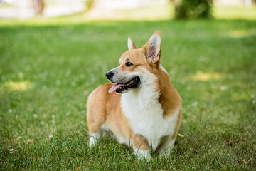 Portrait of Welsh corgi pembroke in the city park