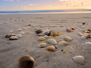 Shells on beach yellowish sky in background