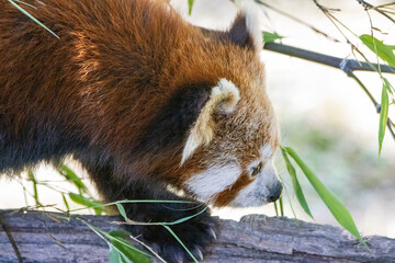panda rosso