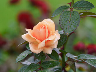 Macro photography of a beautiful soft pink rose. Delicate flowers petals. Natural colorful textured...