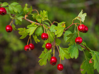 red berries of a currant