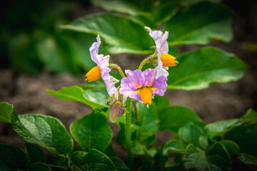 Reportage sur l' Agriculture
