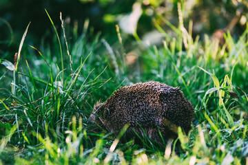 A Hedgehog in the long grass