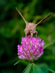 Insect on flower