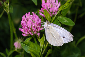 butterfly on a flower
