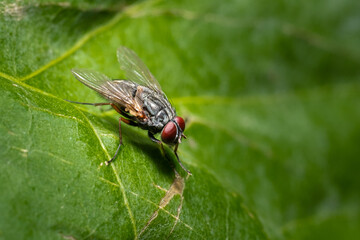 fly on leaf