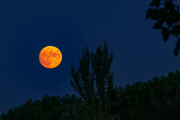Red moon between trees © Manu