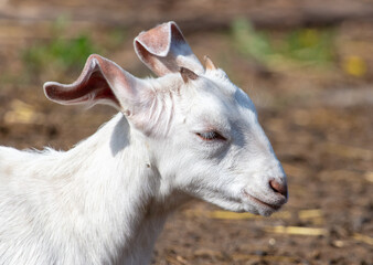 Portrait of a goat on the farm.
