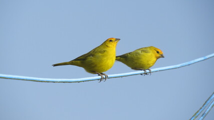yellow bird on a wire