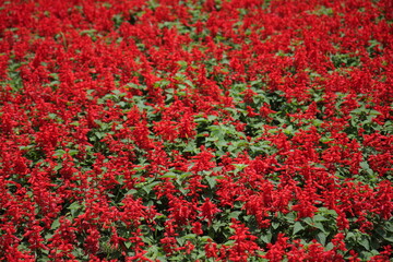 Many red flowers in the garden