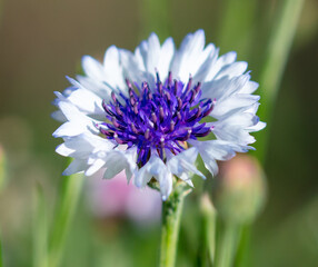 White flowers in the park in summer.