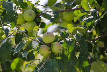 Apples on tree branches in summer.