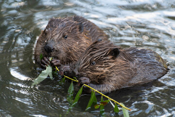 young beavers eating